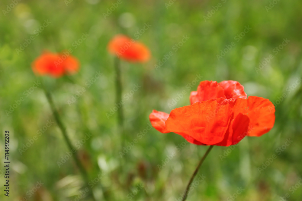 Beautiful poppy flowers on green grass background Beautiful poppy flowers on green grass background