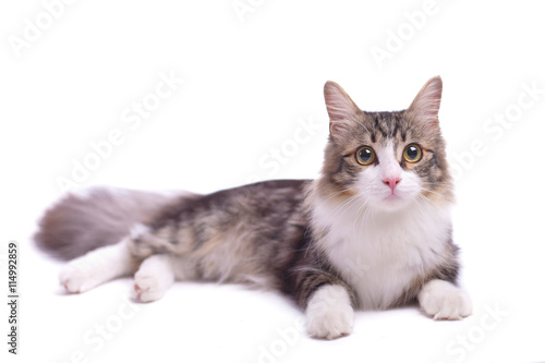 Fototapeta Naklejka Na Ścianę i Meble -  weiß getigerte Main Coon Katze, isoliert