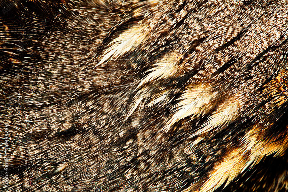 plumage of a European Nightjar plumage of a European Nightjar