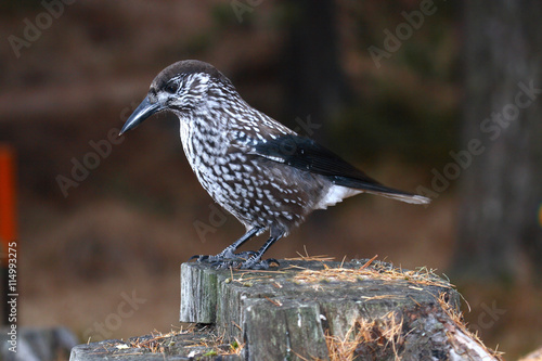 nocciolaia nucifraga caryocatactes corvide uccello montano photo