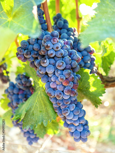 Ripe, blue vine closeup, against background of vineyard. Dark grapes.