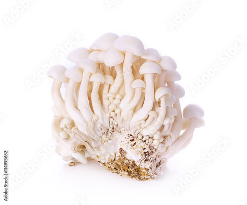 White beech mushrooms, Shimeji mushroom, Edible mushroom