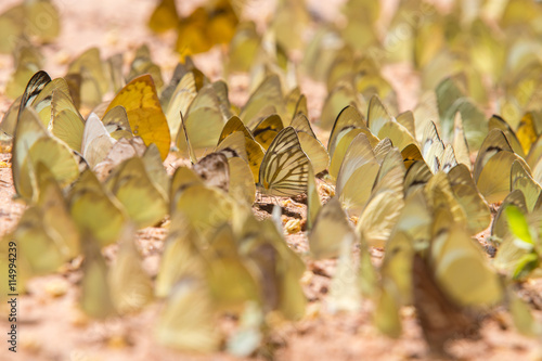 Canvas Print Group of butterfly on the ground