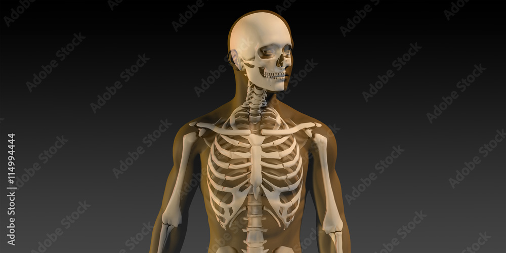 Human Anatomy with Visible Skeleton and Muscles