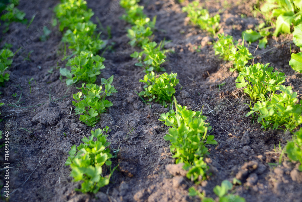 Growing parsley Growing parsley