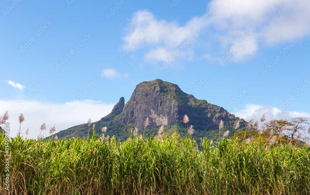 Bergkette auf Mauritius mit Zuckerrohrfeld