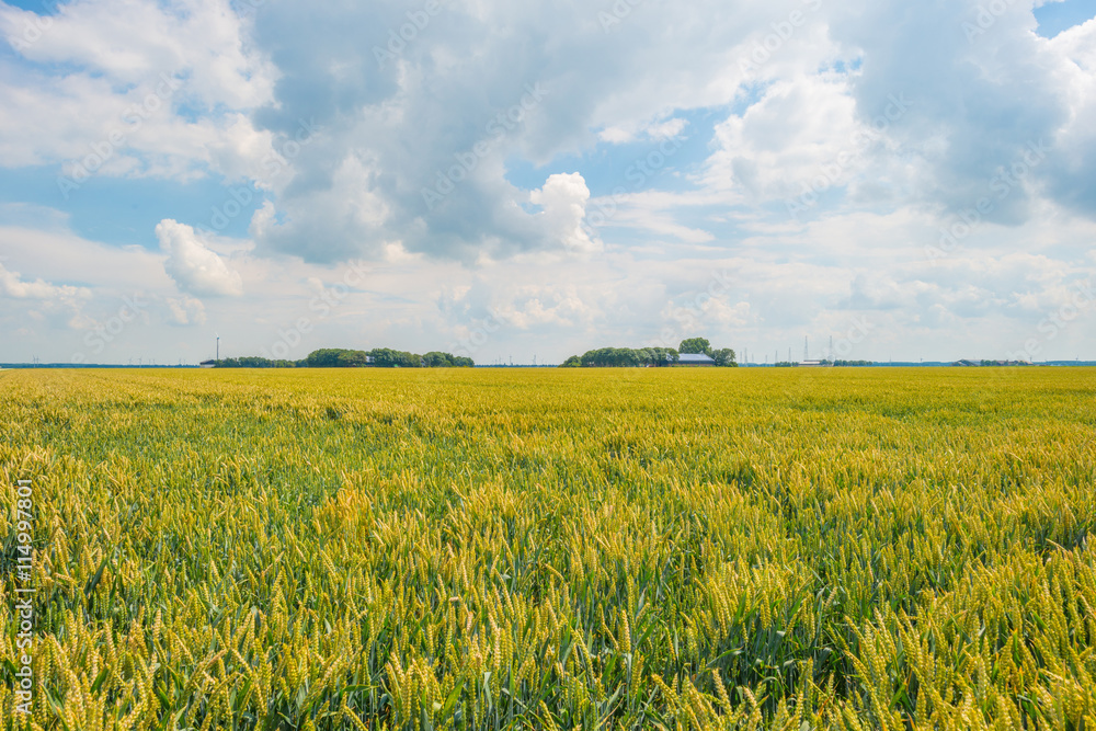 Field with grain in summer Field with grain in summer
