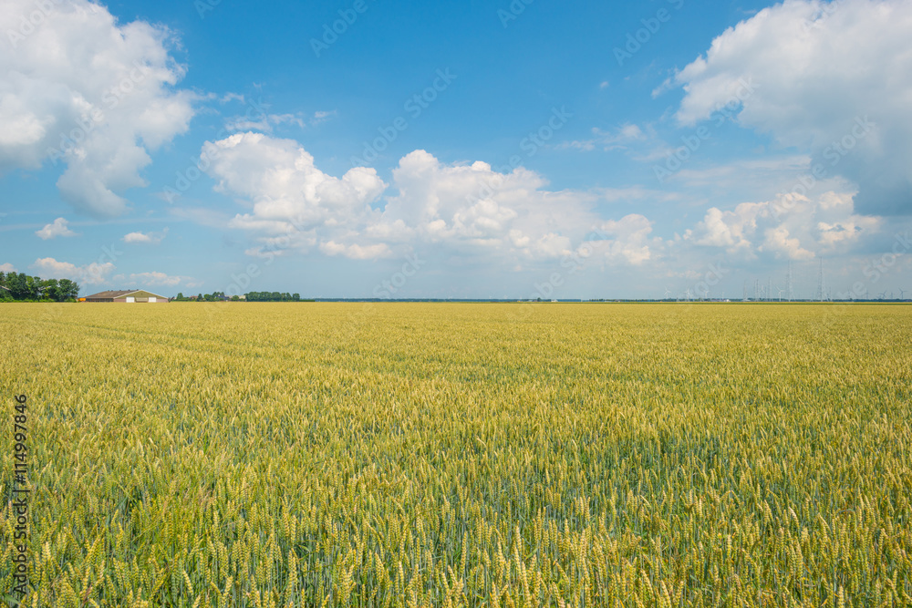 Fototapeta premium Field with grain in summer