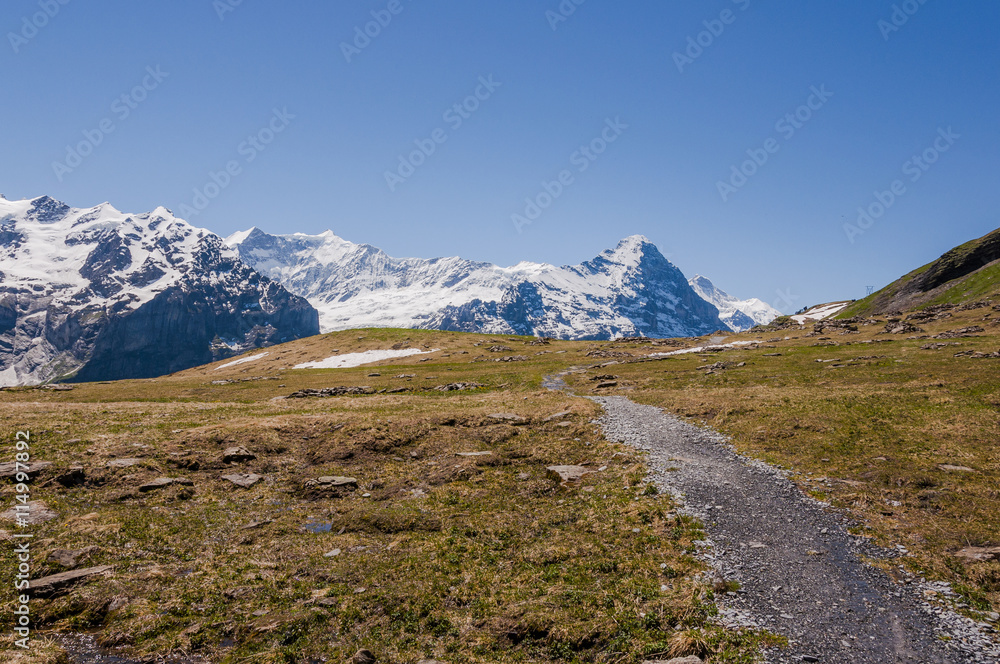 Grindelwald, Alpen, Berner Oberland, First, Eiger, Schreckhorn, Gletscher, Wanderweg, Höhenweg, Sommer, Schweiz