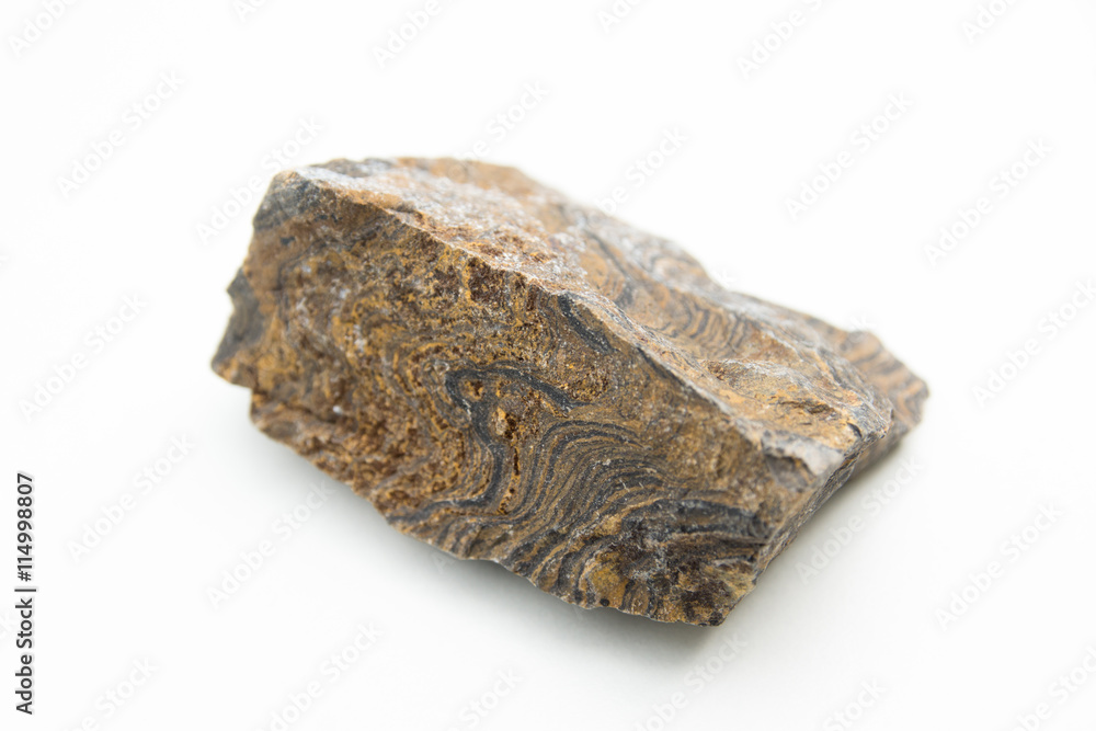 macro photo of stromatolites macro photo of stromatolites