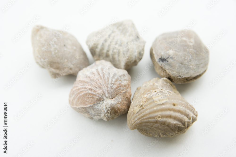 macro photo of seashells
