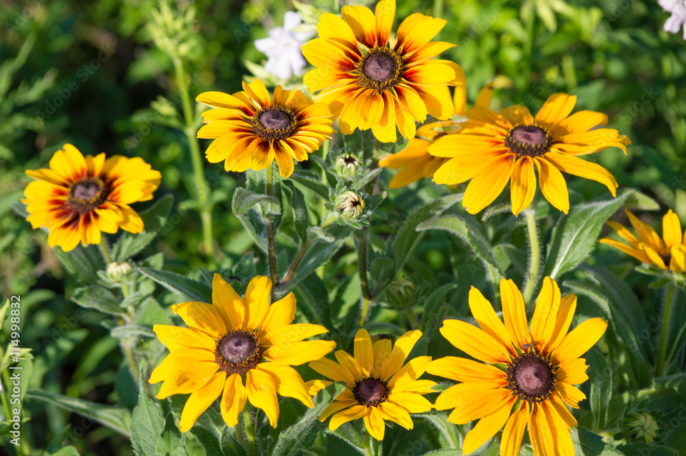 Beautiful yellow coneflower in the garden in the early morning Beautiful yellow coneflower in the garden in the early morning