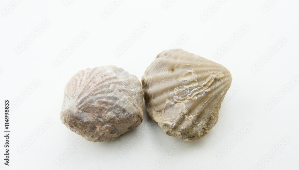 macro photo of seashells macro photo of seashells