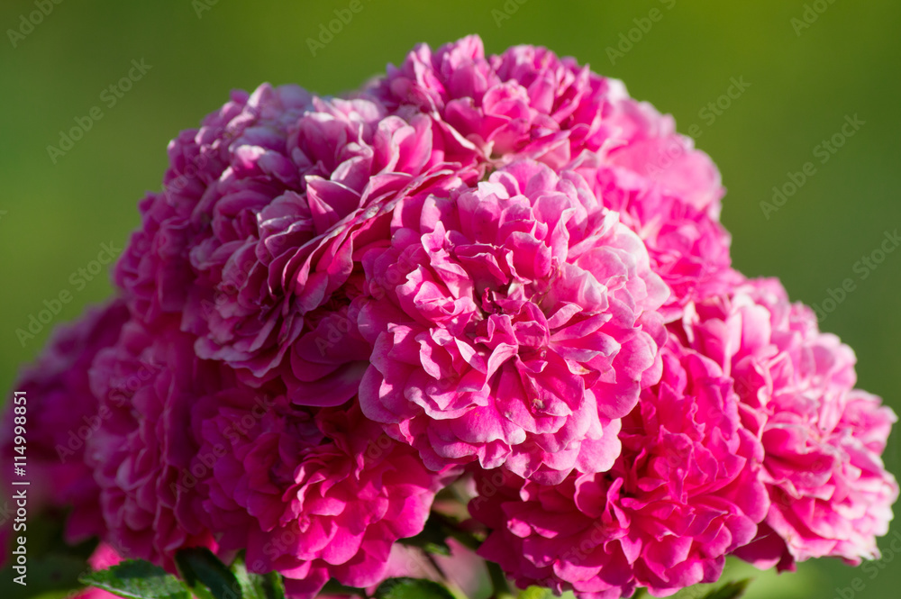 bush of beautiful red roses with green leaves. bush of beautiful red roses with green leaves.