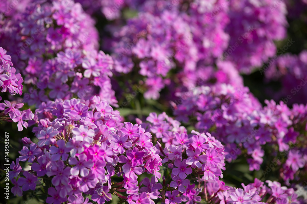 Purple flowers on the bushes in the garden. Purple flowers on the bushes in the garden.