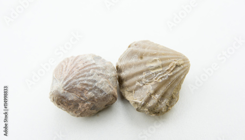 macro photo of seashells