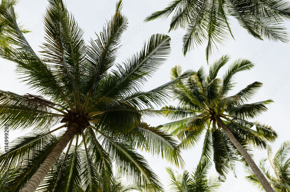 Coconut palm trees with sky background, ant eye view