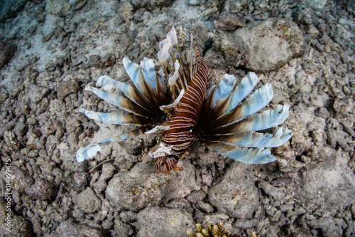 Lionfish Splaying Venomous Spines
