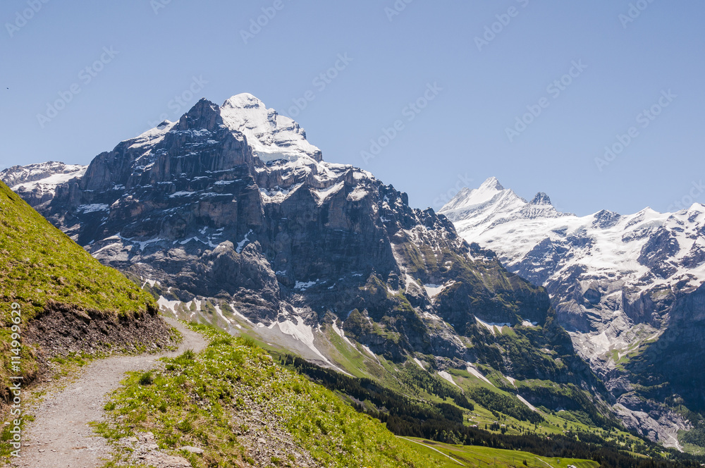 Grindelwald, Berner Oberland, Alpen, Wetterhorn, Grosse Scheidegg, Schreckhorn, Wanderweg, Höhenweg, Sommer, Schweiz