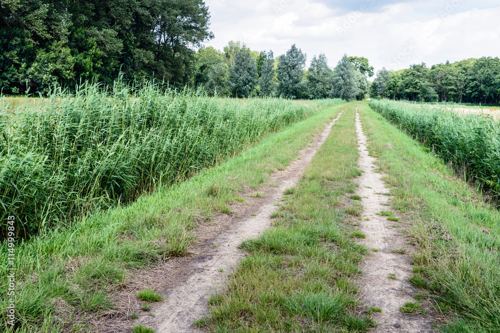 Country road with wheel tracks among the reeds Country road with wheel tracks among the reeds