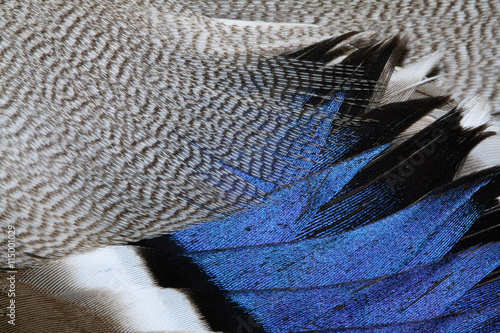 plumage of a duck