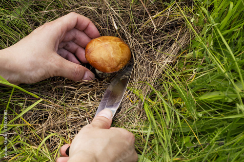 the edible mushrooms