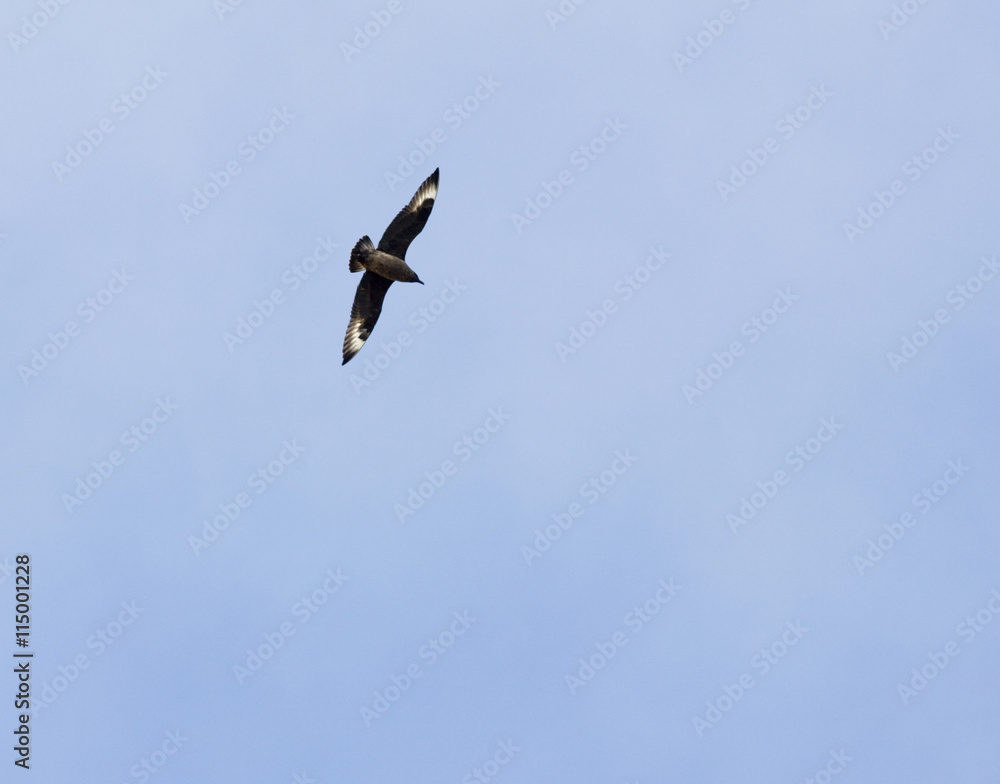 Great skua