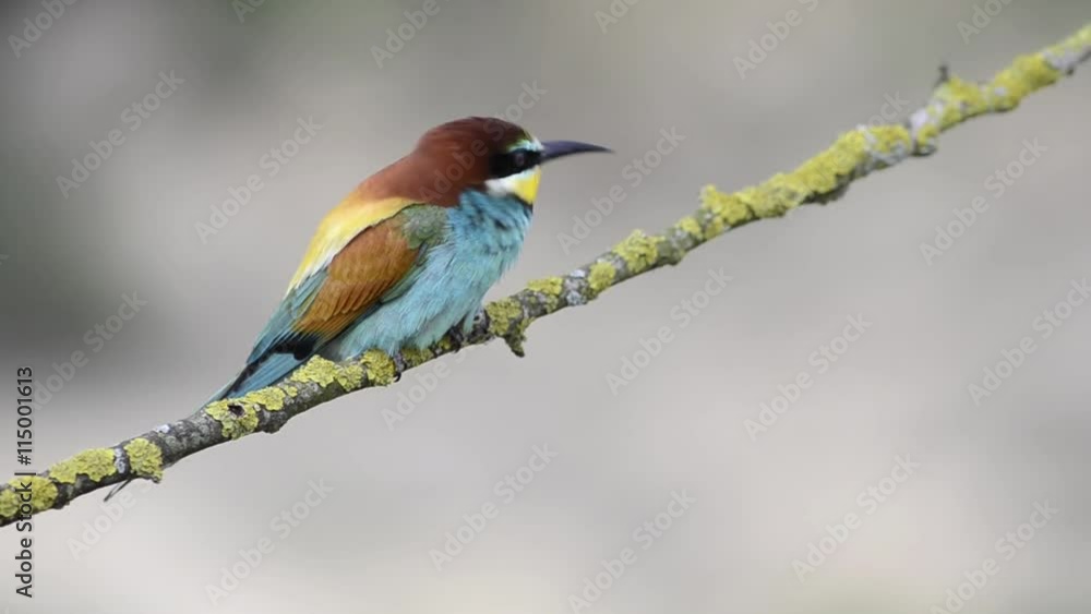 European bee-eater (Merops apiaster) sitting on the branch European bee-eater (Merops apiaster) sitting on the branch