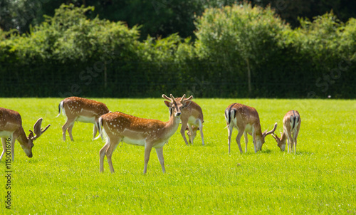 Herd of wild red deer © acceleratorhams