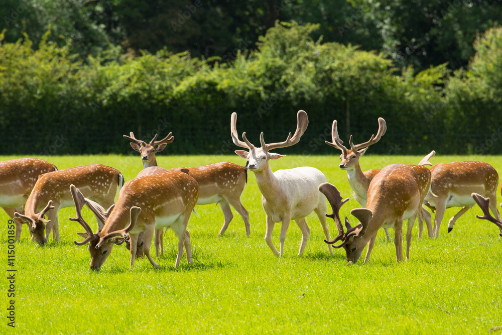 Naklejka premium Deer New Forest England UK English scene