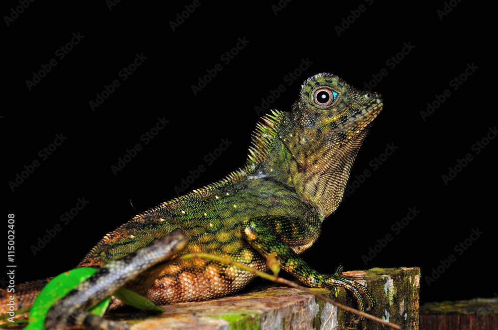Fototapeta premium Green reptile