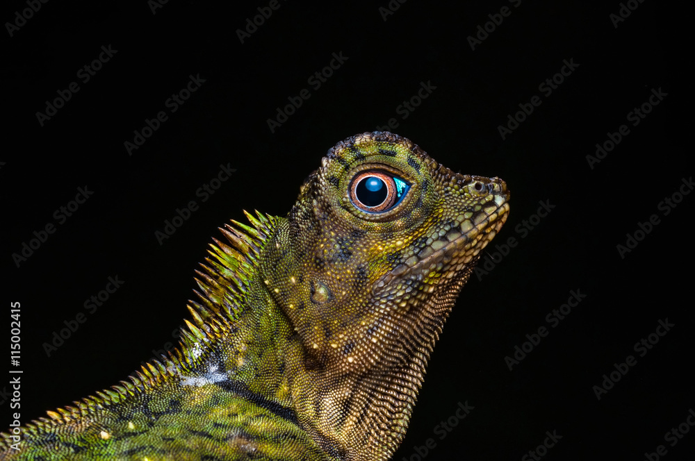 Fototapeta premium portrait about a green iguana on the tree