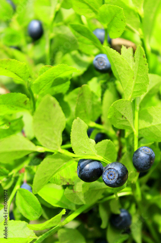 bilberry on the bush