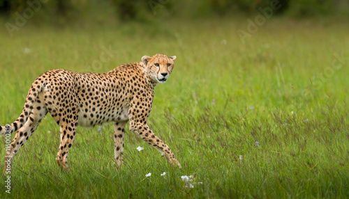 Leopard Standing On Field