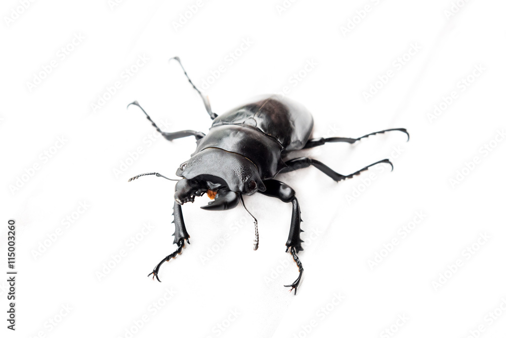 Insect bug beetle (Dorcus gracilicornis) Insect bug beetle (Dorcus gracilicornis)