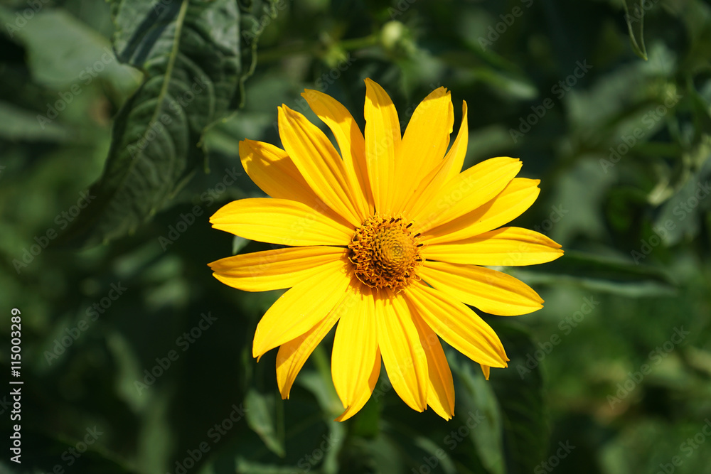 Obraz premium yellow daisy