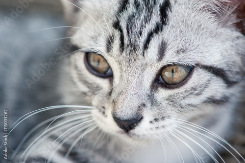 Grey kitten, closeup portrait