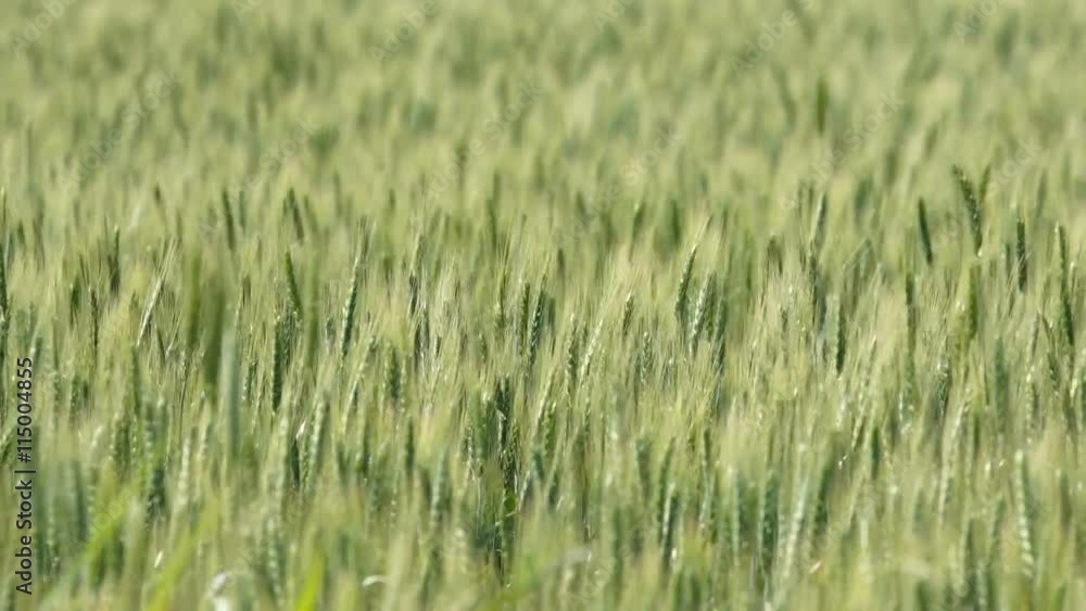 A Field of Young Wheat.Wheat Field Swaying in the Gust of Wind A Field of Young Wheat.Wheat Field Swaying in the Gust of Wind