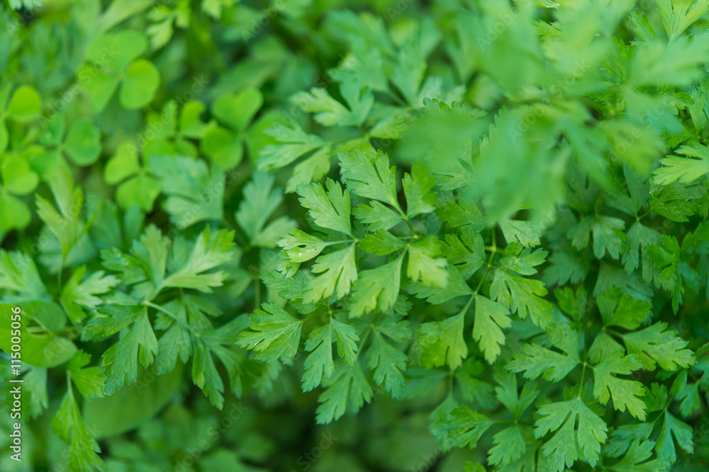parsley growing in the garden parsley growing in the garden