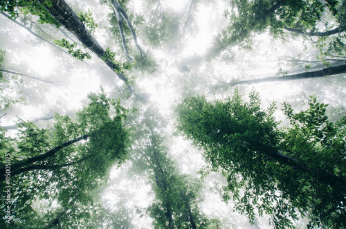 trees growing toward sky in...