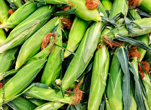 Fresh organic corn on the cob at a local farmers market photo