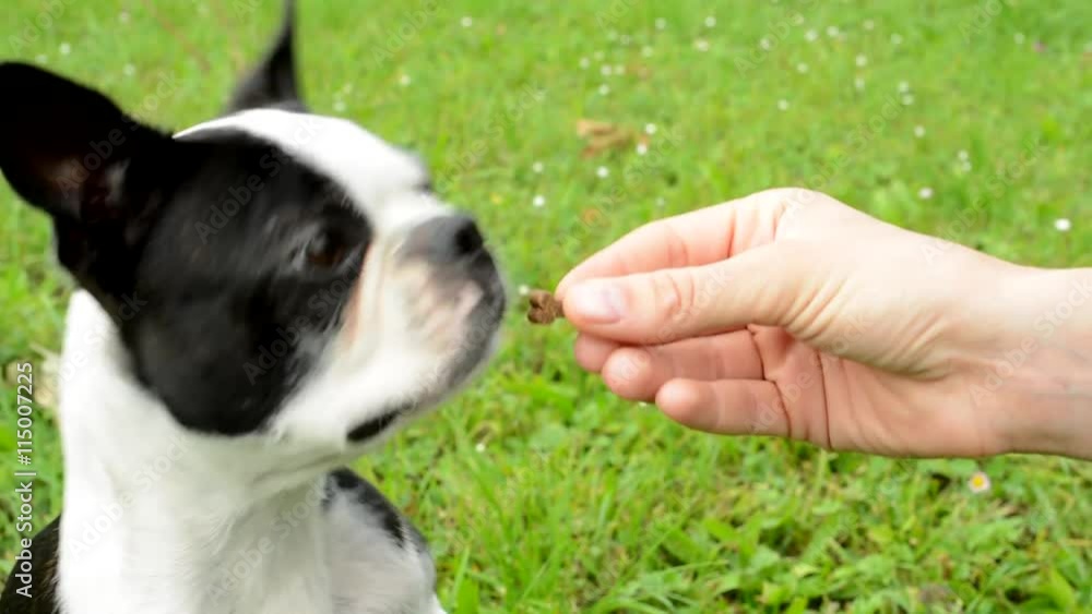 woman gives dainty to french bulldog in the park - reward for training - close up woman gives dainty to french bulldog in the park - reward for training - close up