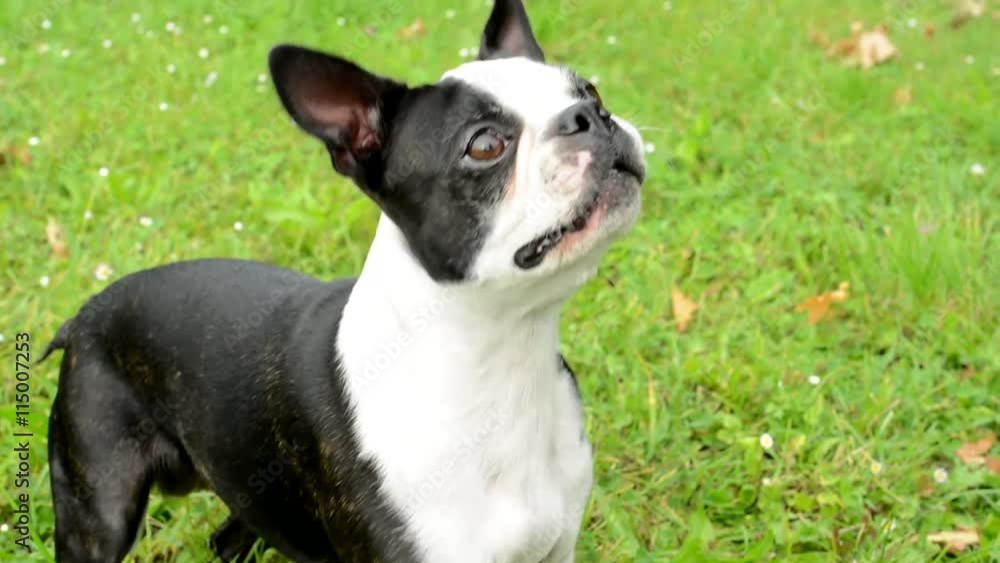 angy french bulldog barks in the park angy french bulldog barks in the park