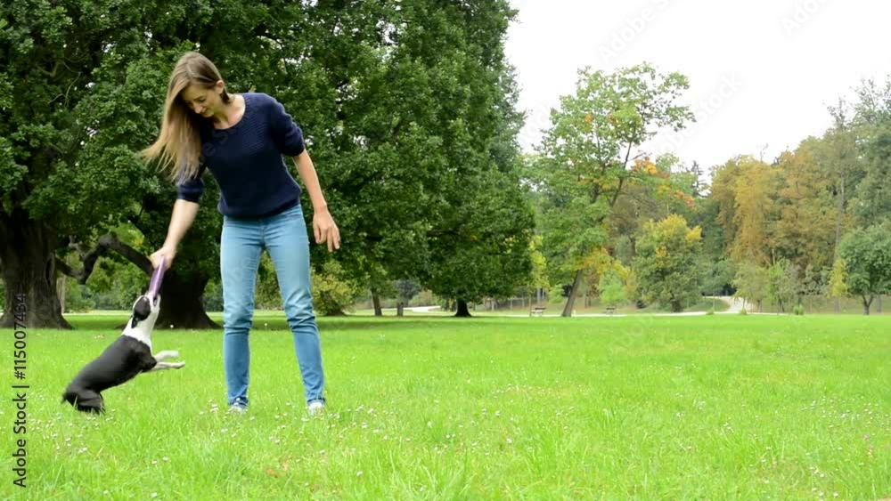 young attractive smile woman holds frisbee and her french bulldog tears it young attractive smile woman holds frisbee and her french bulldog tears it