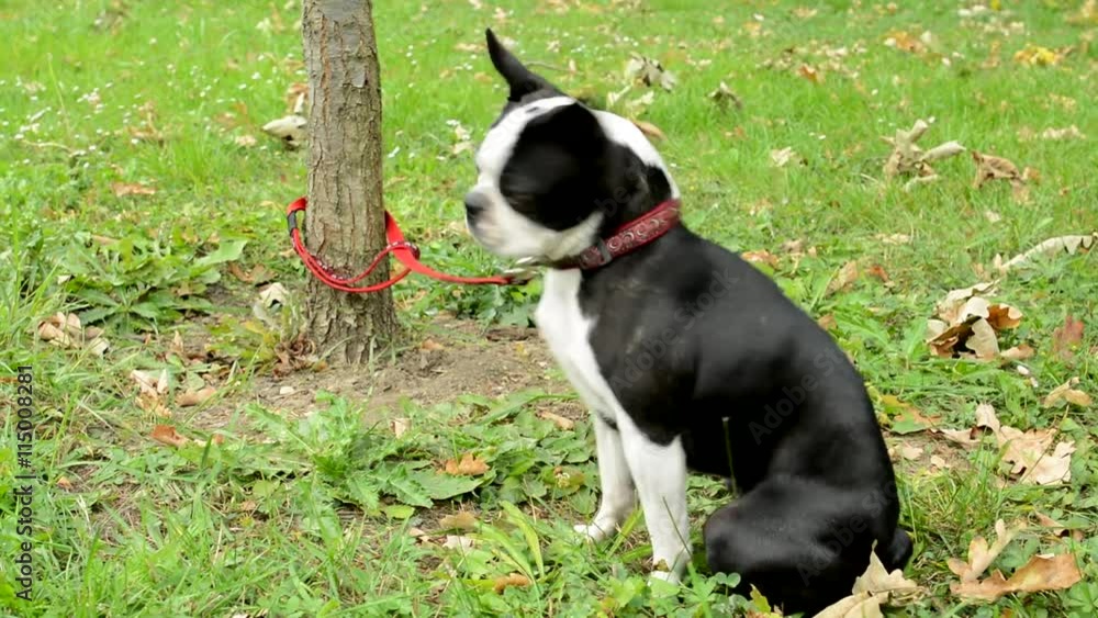 french bulldog attach to the tree with leash in the park - dog sits and waits for the owner french bulldog attach to the tree with leash in the park - dog sits and waits for the owner