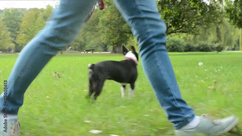 young woman walk french bulldog in the park - she hold leash - dog is free young woman walk french bulldog in the park - she hold leash - dog is free