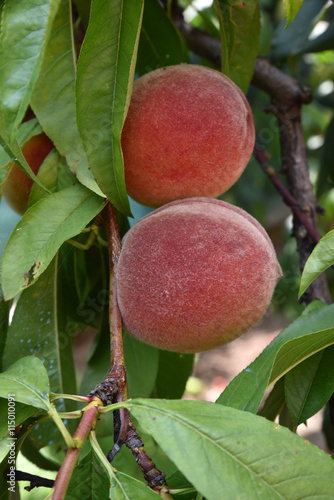 Pesche sull'albero