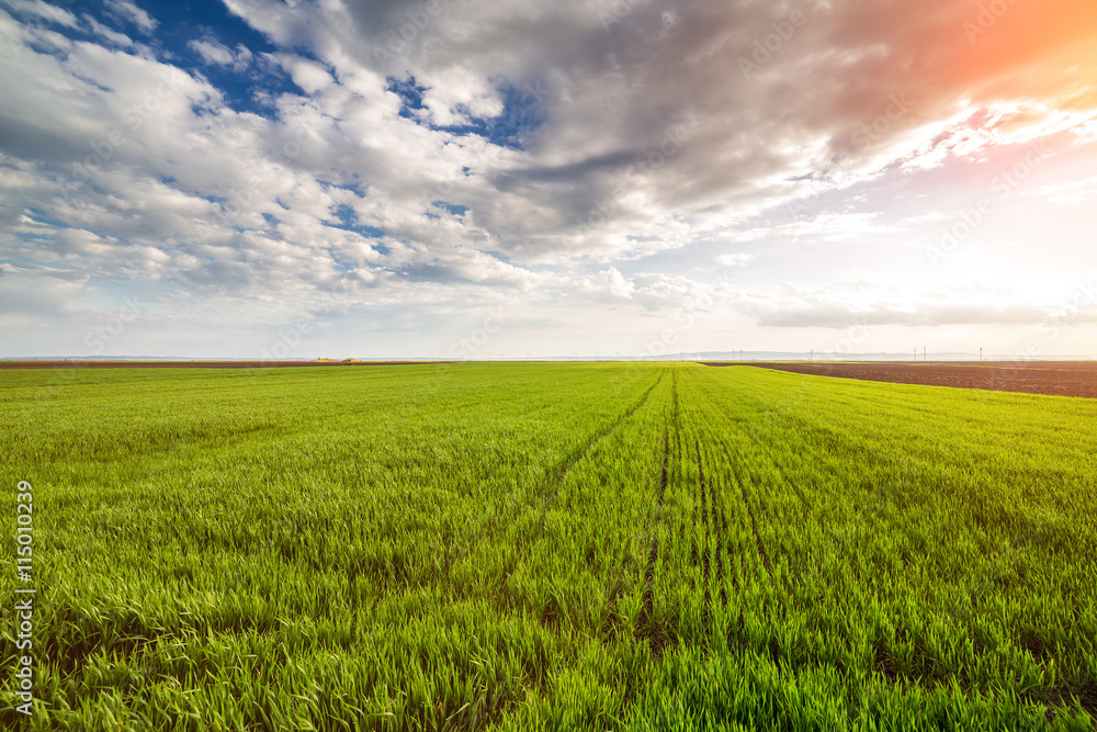 Obraz premium Green wheat field