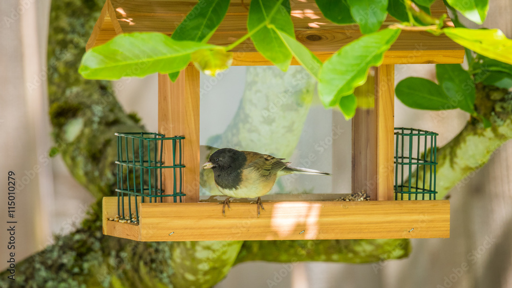Naklejka premium Bird sitting in a feeder. Dark-eyed Junco.