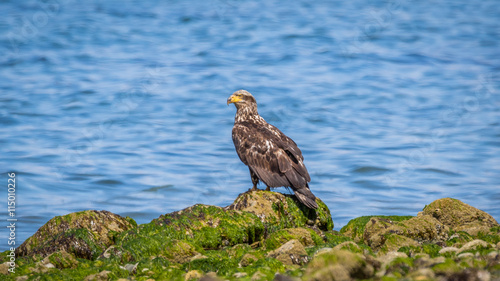 Eagle stands on a rock covered with green seaweed on the beach. Bald Eagle, Saltwater state park. Washington state.